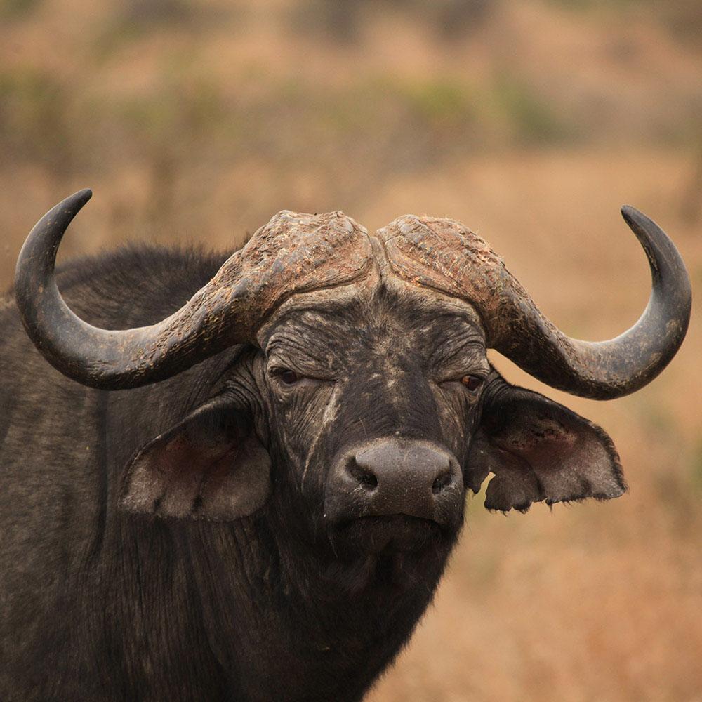 Hluhluwe-Imfolozi Game Reserve and community market tour in KwaZulu-Natal