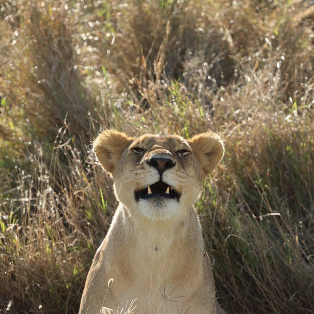 Hluhluwe-Imfolozi Game Reserve tour with Kimburi – luxury safari experience by tour operators in Durban