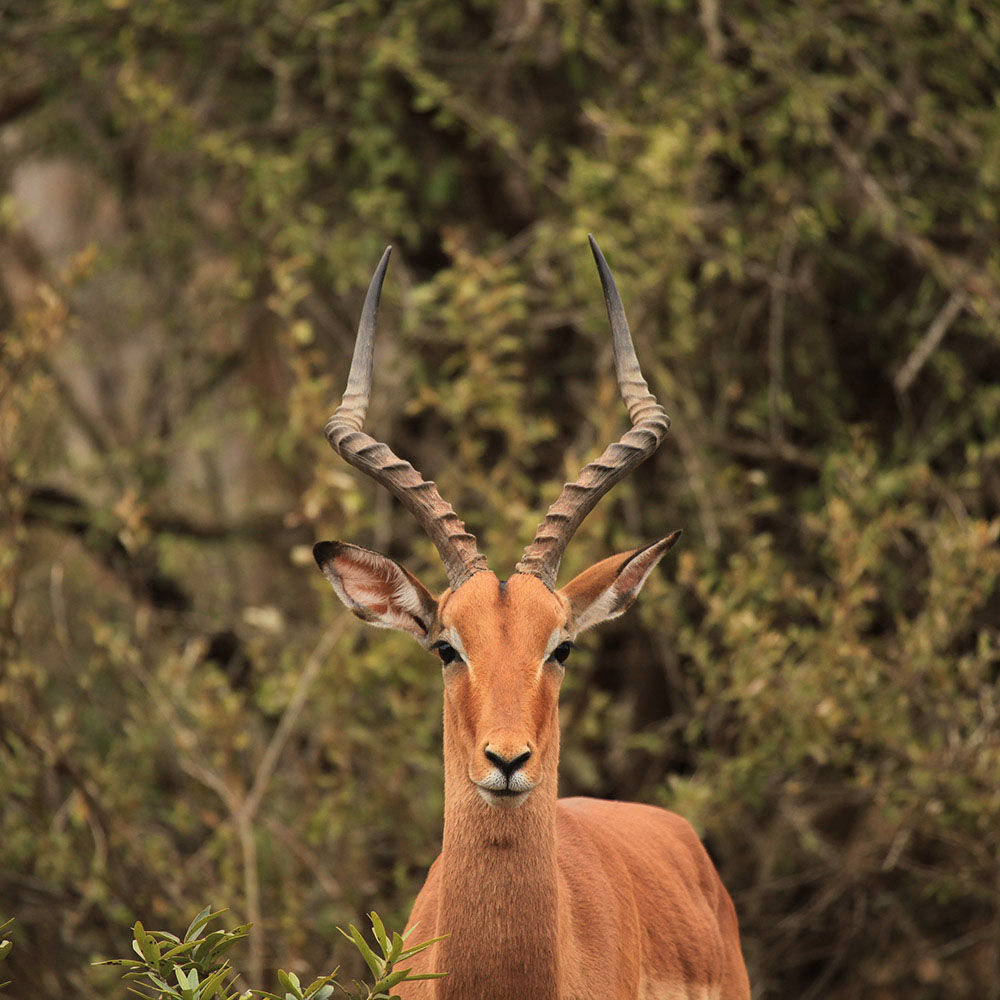 Kenneth Stainbank Nature Reserve – scenic trails and wildlife in Durban nature reserve