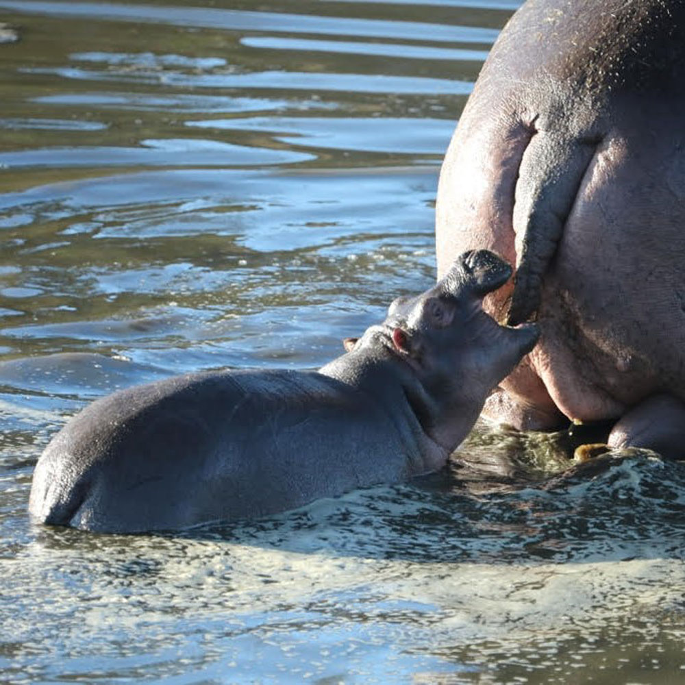 ISimangaliso Wetland Park (St. Lucia), Hluhluwe Imfolozi Game Reserve & Emdoneni Cat Rehabilitation Centre